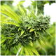 Product_Mango OG Auto - Humboldt Seeds, 2 image_Cannadusa_Marketplace_Buy