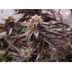 Produkt_OGKZ Auto - Humboldt Seeds_, 2 image_Cannadusa_Marktplatz_Kaufen