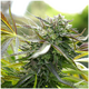 Product_Pineapple Chem Auto - Humboldt Seeds, 2 image_Cannadusa_Marketplace_Buy