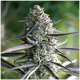 Produkt_Runtz Fast Flowering - Humboldt Seeds_, 2 image_Cannadusa_Marktplatz_Kaufen