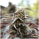 Produkt_White Runtz Fast Flowering - Humboldt Seeds_, 2 image_Cannadusa_Marktplatz_Kaufen