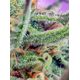 Product_Jack 47 – Sweet Seeds, 3 image_Cannadusa_Marketplace_Buy