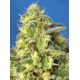 Produkt_Auto Jack 47 XL – Sweet Seeds_, 3 image_Cannadusa_Marktplatz_Kaufen