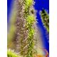 Produkt_Auto Jack 47 XL – Sweet Seeds_, 4 image_Cannadusa_Marktplatz_Kaufen