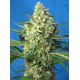 Produkt_Auto Jack 47 XL – Sweet Seeds_, 2 image_Cannadusa_Marktplatz_Kaufen