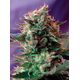 Product_Jack 47 – Sweet Seeds, 2 image_Cannadusa_Marketplace_Buy
