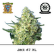 Produkt_Auto Jack 47 XL – Sweet Seeds__Cannadusa_Marktplatz_Kaufen