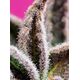 Produkt_Auto Jealousy Z XL – Sweet Seeds_, 3 image_Cannadusa_Marktplatz_Kaufen