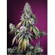 Produkt_Auto Jealousy Z XL – Sweet Seeds_, 2 image_Cannadusa_Marktplatz_Kaufen
