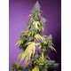 Product_Auto Jet Fuel Mandarine XL – Sweet Seeds, 2 image_Cannadusa_Marketplace_Buy