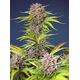Produkt_Auto Mimosa Bruce Banner XL – Sweet Seeds_, 2 image_Cannadusa_Marktplatz_Kaufen