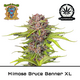 Produkt_Auto Mimosa Bruce Banner XL – Sweet Seeds__Cannadusa_Marktplatz_Kaufen