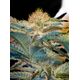 Product_Mohan Ram - Sweet Seeds, 2 image_Cannadusa_Marketplace_Buy