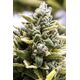 Product_OG Kush Auto - Humboldt Seeds, 2 image_Cannadusa_Marketplace_Buy