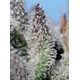 Produkt_Auto Orange Apricot Glue XL - Sweet Seeds_, 3 image_Cannadusa_Marktplatz_Kaufen