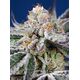 Produkt_Auto Orange Apricot Glue XL - Sweet Seeds_, 2 image_Cannadusa_Marktplatz_Kaufen