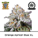 Product_Auto Orange Apricot Glue XL - Sweet Seeds_Cannadusa_Marketplace_Buy