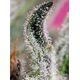 Produkt_Auto Papaya Zoap - Sweet Seeds_, 3 image_Cannadusa_Marktplatz_Kaufen