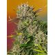 Produkt_Auto Papaya Zoap - Sweet Seeds_, 2 image_Cannadusa_Marktplatz_Kaufen