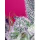 Product_Papaya Zoap F1 Fast - Sweet Seeds, 3 image_Cannadusa_Marketplace_Buy