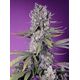 Product_Papaya Zoap F1 Fast - Sweet Seeds, 2 image_Cannadusa_Marketplace_Buy