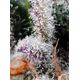 Product_Psicodelicia - Sweet Seeds, 3 image_Cannadusa_Marketplace_Buy