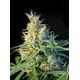 Product_Psicodelicia - Sweet Seeds, 2 image_Cannadusa_Marketplace_Buy