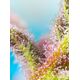 Product_Auto Purple Punch OG XL - Sweet Seeds, 3 image_Cannadusa_Marketplace_Buy