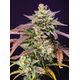 Product_Auto Purple Punch OG XL - Sweet Seeds, 2 image_Cannadusa_Marketplace_Buy