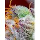 Produkt_Auto Red Gorilla Girl XL – Sweet Seeds_, 3 image_Cannadusa_Marktplatz_Kaufen