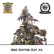 Produkt_Auto Red Gorilla Girl XL – Sweet Seeds__Cannadusa_Marktplatz_Kaufen