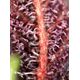 Product_Red Hot Cookies - Sweet Seeds, 3 image_Cannadusa_Marketplace_Buy