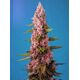 Product_Red Hot Cookies - Sweet Seeds, 2 image_Cannadusa_Marketplace_Buy