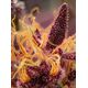 Produkt_Auto Red Mimosa XL - Sweet Seeds_, 3 image_Cannadusa_Marktplatz_Kaufen