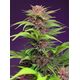 Produkt_Auto Red Mimosa XL - Sweet Seeds_, 2 image_Cannadusa_Marktplatz_Kaufen