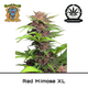 Produkt_Auto Red Mimosa XL - Sweet Seeds__Cannadusa_Marktplatz_Kaufen