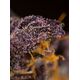 Produkt_Auto Red Poison – Sweet Seeds_, 4 image_Cannadusa_Marktplatz_Kaufen