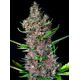 Produkt_Auto Red Poison – Sweet Seeds_, 2 image_Cannadusa_Marktplatz_Kaufen