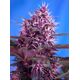 Produkt_Auto Red Poison – Sweet Seeds_, 3 image_Cannadusa_Marktplatz_Kaufen