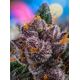 Produkt_Auto Red Strawberry Banana – Sweet Seeds_, 3 image_Cannadusa_Marktplatz_Kaufen