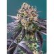 Produkt_Auto Red Strawberry Banana – Sweet Seeds_, 2 image_Cannadusa_Marktplatz_Kaufen