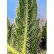 Produkt_Auto Runtz XL – Sweet Seeds_, 3 image_Cannadusa_Marktplatz_Kaufen