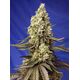 Produkt_Auto Runtz XL – Sweet Seeds_, 2 image_Cannadusa_Marktplatz_Kaufen