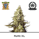Produkt_Auto Runtz XL – Sweet Seeds__Cannadusa_Marktplatz_Kaufen