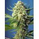 Product_Auto Sweet Afghani Delicious - Sweet Seeds, 2 image_Cannadusa_Marketplace_Buy
