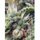 Product_San Fernando Lemon Kush – Sweet Seeds, 3 image_Cannadusa_Marketplace_Buy