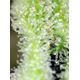 Product_San Fernando Lemon Kush – Sweet Seeds, 4 image_Cannadusa_Marketplace_Buy