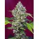 Product_San Fernando Lemon Kush – Sweet Seeds, 2 image_Cannadusa_Marketplace_Buy