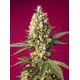 Produkt_Auto Skywalker OG Runtz XL – Sweet Seeds_, 2 image_Cannadusa_Marktplatz_Kaufen
