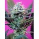 Produkt_'+Speed Auto – Sweet Seeds_, 2 image_Cannadusa_Marktplatz_Kaufen
